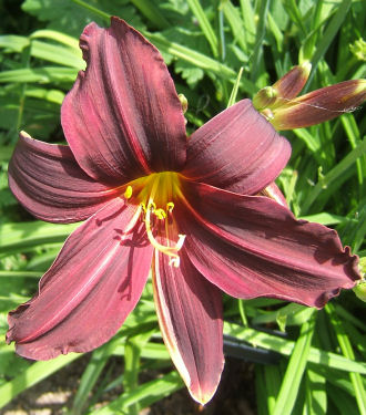 hemerocallis ‘american revolution’.jpg - 51182 Bytes